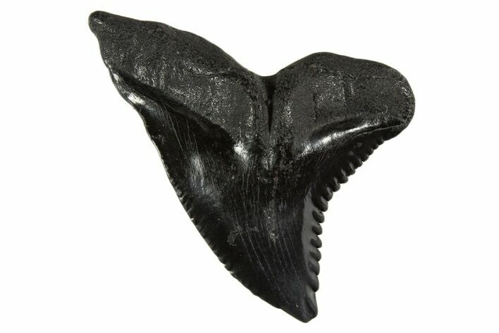 Large, Snaggletooth Shark (Hemipristis) Tooth - South Carolina #340310